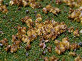 Owoce. Fot. Anypodetos, źródło: http://commons.wikimedia.org/wiki/File:Azorella_compacta_close-up.JPG, dostęp: 15.01.2015
