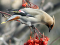 Jemiołuszka zwyczajna.
Fot. Randen Pederson, źródło: http://pl.wikipedia.org/wiki/Plik:Cedar_Wax_Wing.jpg