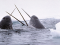 

Narwale w
Oceanie Arktycznym.

Glenn Williams http://en.m.wikipedia.org/wiki/File:Narwhals_breach.jpg


