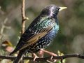 Szpak zwyczajny.
Fot. Philip Heron, źródło: http://pl.wikipedia.org/wiki/Plik:Colourful_starling.jpeg