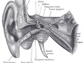 Schemat ucha. Źródło: http://commons.wikimedia.org/wiki/File:Gray907.png, dostęp: 13.01.15