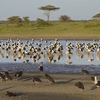 <div>Bociany białe i bociany czarne w Tanzanii nad jeziorem Ndutu (na terenie Parku Serengeti).</div><div>Fot. Martha de Long-Lantik, źródło: www.flicr.com.pl, dostęp 20.03.14</div>