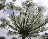 Fot. 3. Ogromne
kwiatostany barszczu. Autor: Rob Hille, źródło: http://commons.wikimedia.org/wiki/File:Heracleum_mantegazzianum_R.H._18.jpg, dostęp
28 kwietnia 2014 r.