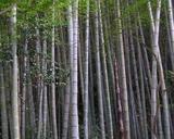 
Fot. 1. Las
bambusowy, autor Kamakura, źródło:
http://en.wikipedia.org/wiki/File:Bamboo_forest.jpg dostęp 25.11.2013 r.