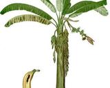 Pokrój bananowca, autor: Francisco Manuel Blanco
(O.S.A.), źródło:
http://pl.wikipedia.org/wiki/Plik:Musa_paradisiaca_Blanco1.88.jpg, dostęp
30.04.2013