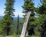 
Pokrój
drzew, autor: Nikolay Stepanov, źródło:
http://commons.wikimedia.org/wiki/File:Pinus-sibirica-6411_2.jpg (dostęp dnia
18.11.2013 r.)