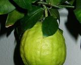  Kwiat i owoc cytronu, autor: Klaus Reger,
źródło: http://pl.wikipedia.org/wiki/Plik:Citrus_medicus_fruit.jpg dostęp z
dnia 14.01.2012