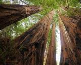 
Sekwoje
to jedne z najwyższych drzew. Autor:
Allie_Caulfield from Germany, źródło:
http://commons.wikimedia.org/wiki/File:Sequoia_sempervirens_Big_Basin_Redwoods_State_Park_4.jpg, dostęp: 2 kwietnia 2014.