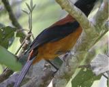 
Fot. 1. Ptak Pitohui
dicrous (autor Hooded_Pitohui.jpg: markaharper1, derivative work: Berichard
(talk), źródło: http://pl.wikipedia.org/wiki/Plik:Pitohui_dichrous.jpg dostęp
21.10.2013 r.)